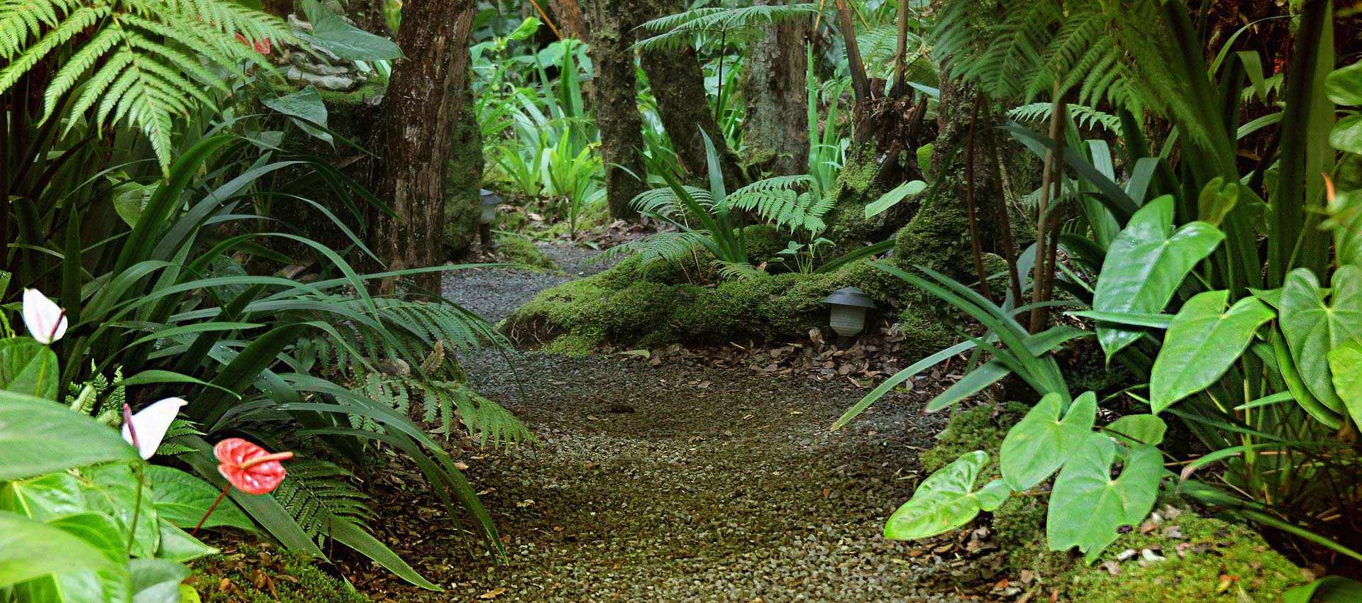 Inviting rainforest path of embracing tree ferns and gentle moss